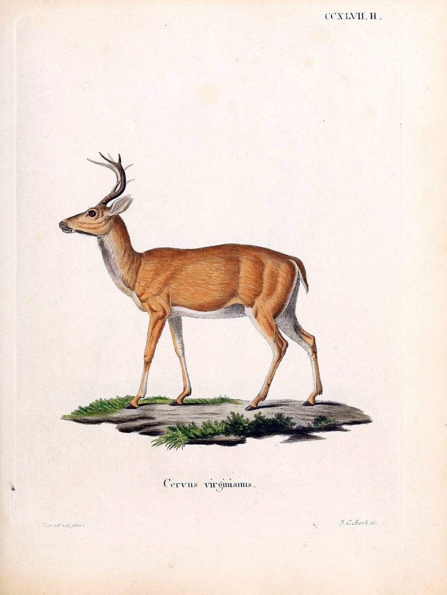 Die SÃ¤ugthiere in Abbildungen nach der Natur /.Erlangen :Expedition des Schreber'schen sÃ¤ugthier- und des Esper'schen Schmetterlingswerkes [etc.,1774]-1846.. |  | Vintage Print Reproduction 473464