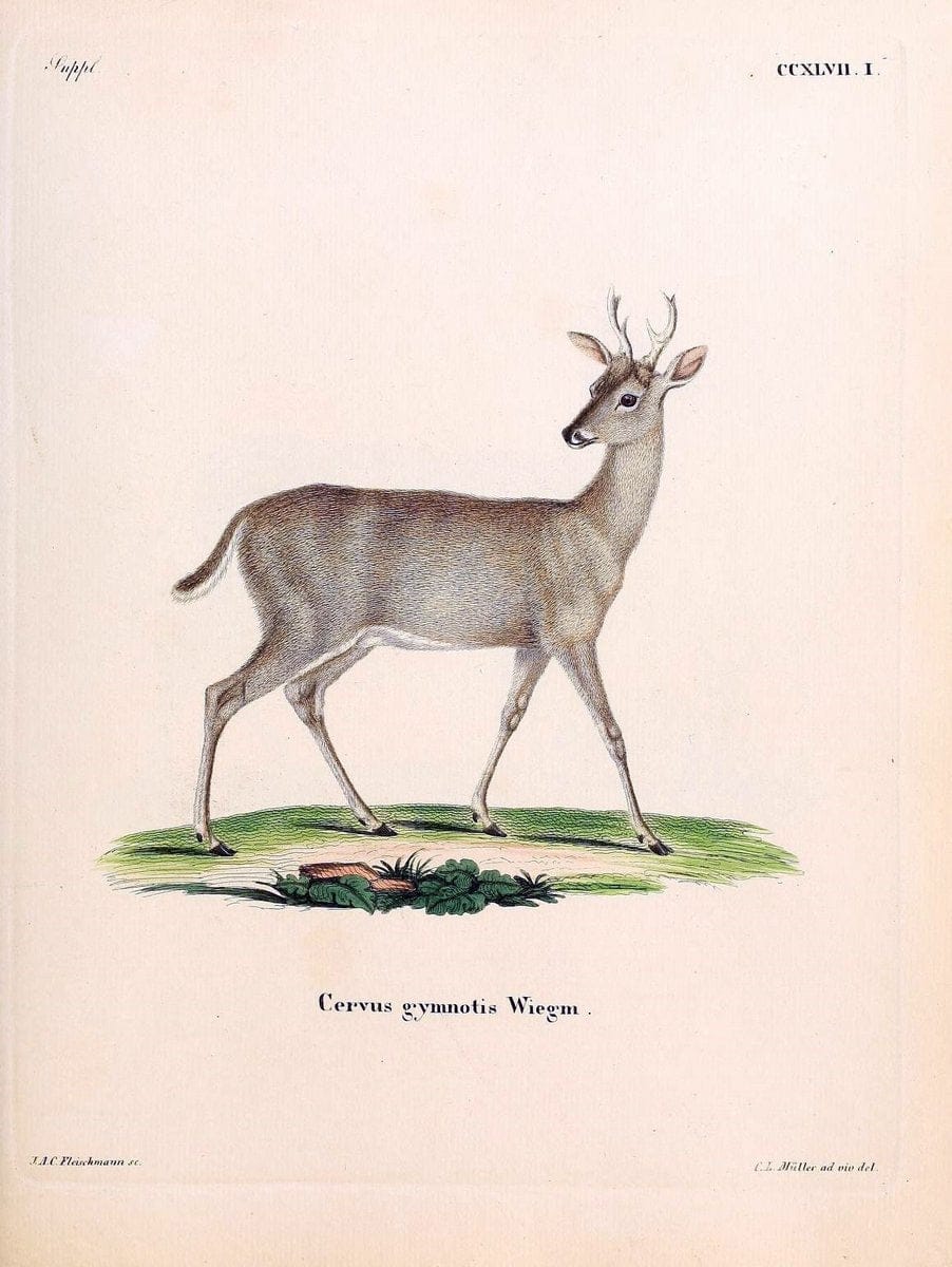 Die SÃ¤ugthiere in Abbildungen nach der Natur /.Erlangen :Expedition des Schreber'schen sÃ¤ugthier- und des Esper'schen Schmetterlingswerkes [etc.,1774]-1846.. |  | Vintage Print Reproduction 473465