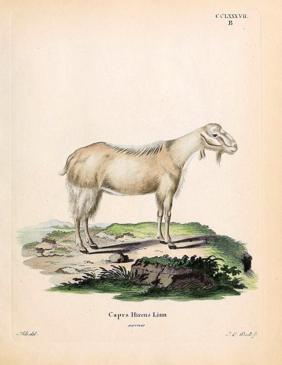 Die SÃ¤ugthiere in Abbildungen nach der Natur /.Erlangen :Expedition des Schreber'schen sÃ¤ugthier- und des Esper'schen Schmetterlingswerkes [etc.,1774]-1846.. |  | Vintage Print Reproduction 473466