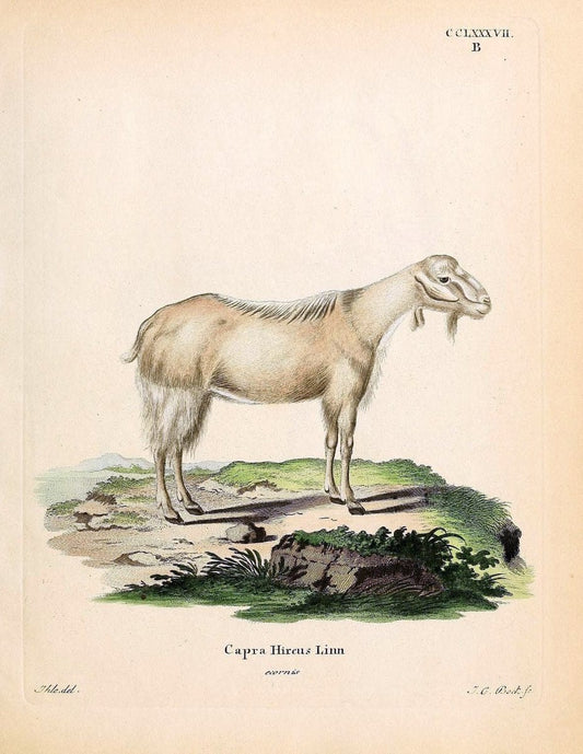 Die SÃ¤ugthiere in Abbildungen nach der Natur /.Erlangen :Expedition des Schreber'schen sÃ¤ugthier- und des Esper'schen Schmetterlingswerkes [etc.,1774]-1846.. |  | Vintage Print Reproduction 473466