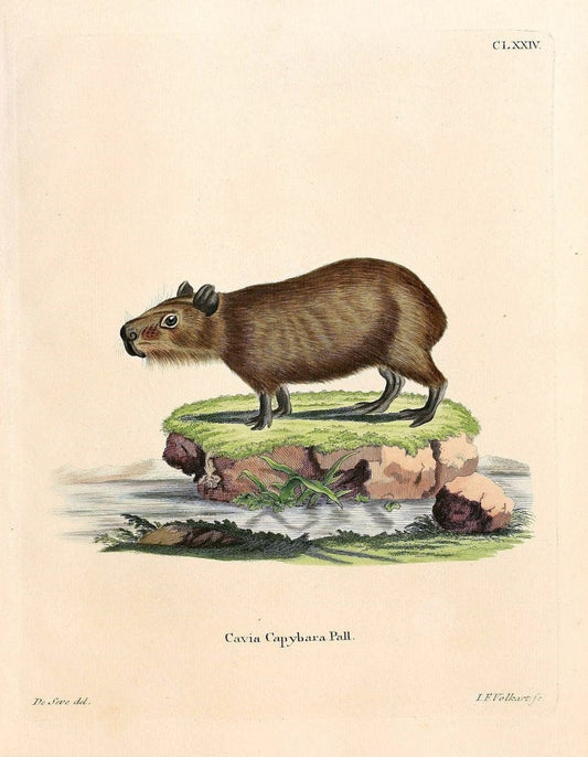 Die SÃ¤ugthiere in Abbildungen nach der Natur /.Erlangen :Expedition des Schreber'schen sÃ¤ugthier- und des Esper'schen Schmetterlingswerkes [etc.,1774]-1846.. |  | Vintage Print Reproduction 473467