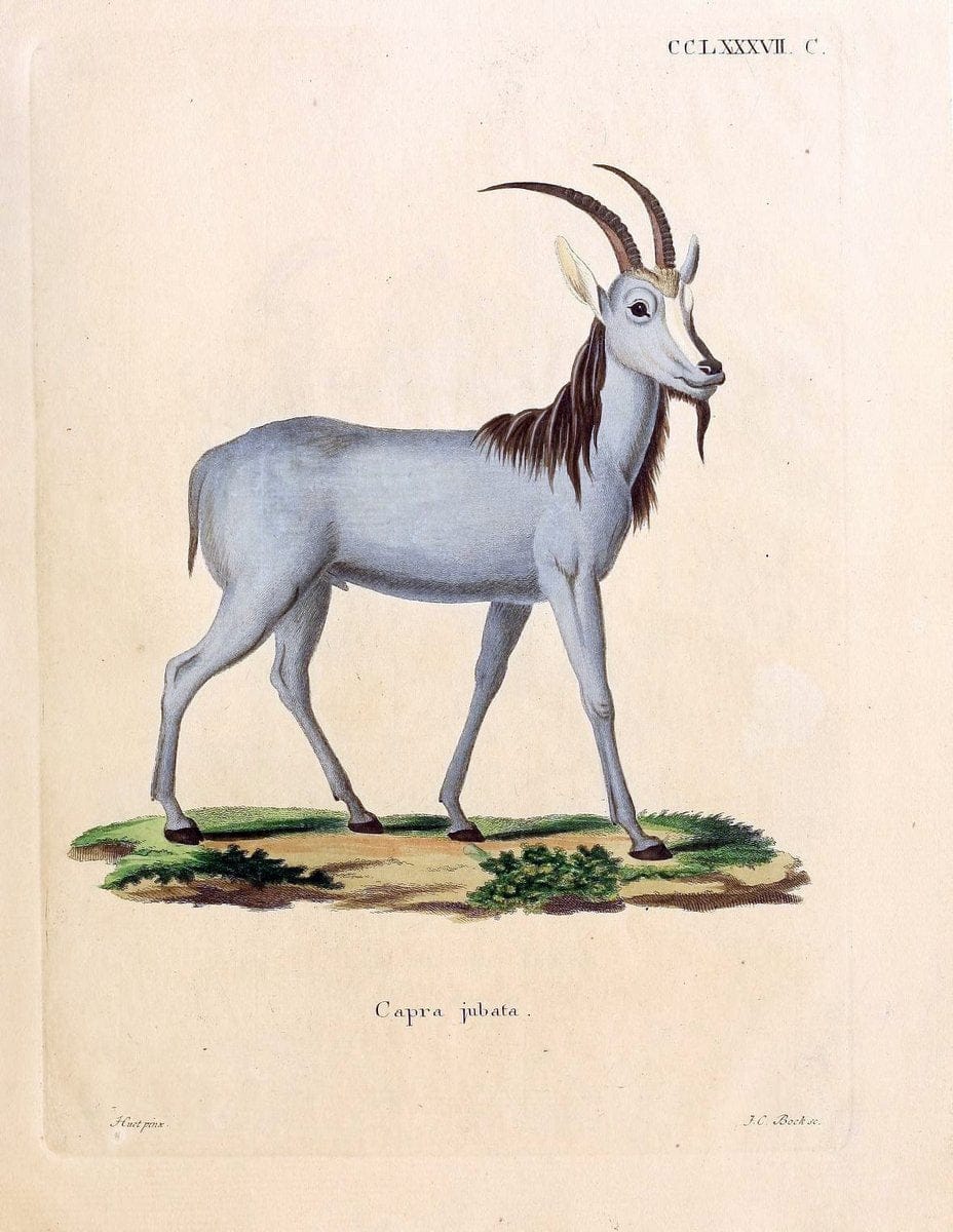 Die SÃ¤ugthiere in Abbildungen nach der Natur /.Erlangen :Expedition des Schreber'schen sÃ¤ugthier- und des Esper'schen Schmetterlingswerkes [etc.,1774]-1846.. |  | Vintage Print Reproduction 473468