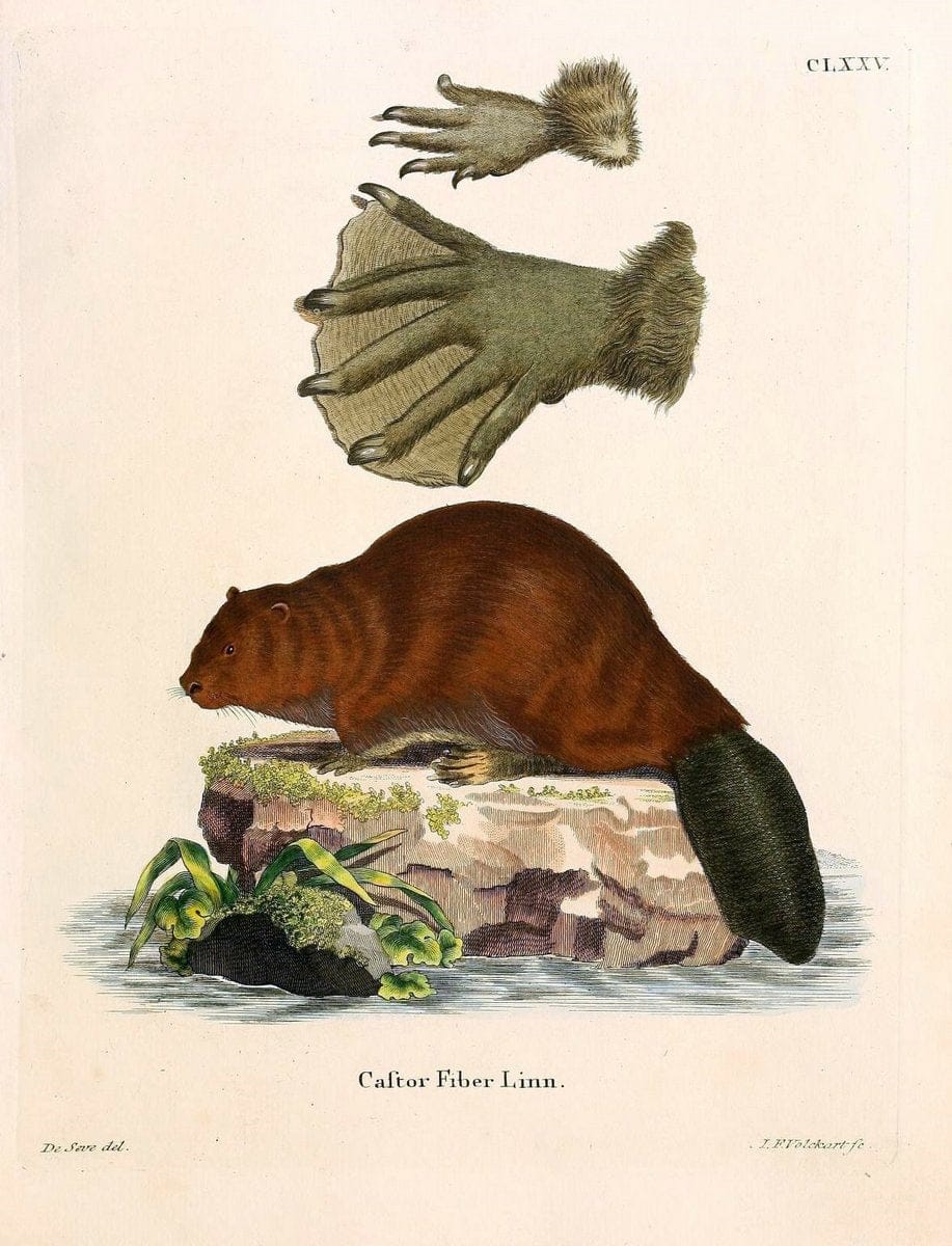 Die SÃ¤ugthiere in Abbildungen nach der Natur /.Erlangen :Expedition des Schreber'schen sÃ¤ugthier- und des Esper'schen Schmetterlingswerkes [etc.,1774]-1846.. |  | Vintage Print Reproduction 473469