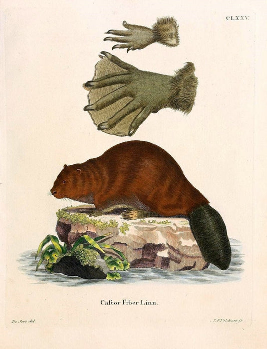 Die SÃ¤ugthiere in Abbildungen nach der Natur /.Erlangen :Expedition des Schreber'schen sÃ¤ugthier- und des Esper'schen Schmetterlingswerkes [etc.,1774]-1846.. |  | Vintage Print Reproduction 473469