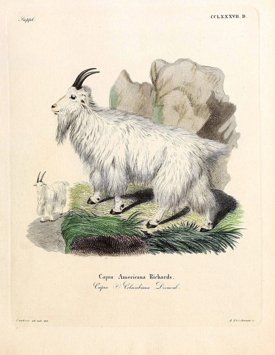 Die SÃ¤ugthiere in Abbildungen nach der Natur /.Erlangen :Expedition des Schreber'schen sÃ¤ugthier- und des Esper'schen Schmetterlingswerkes [etc.,1774]-1846.. |  | Vintage Print Reproduction 473470