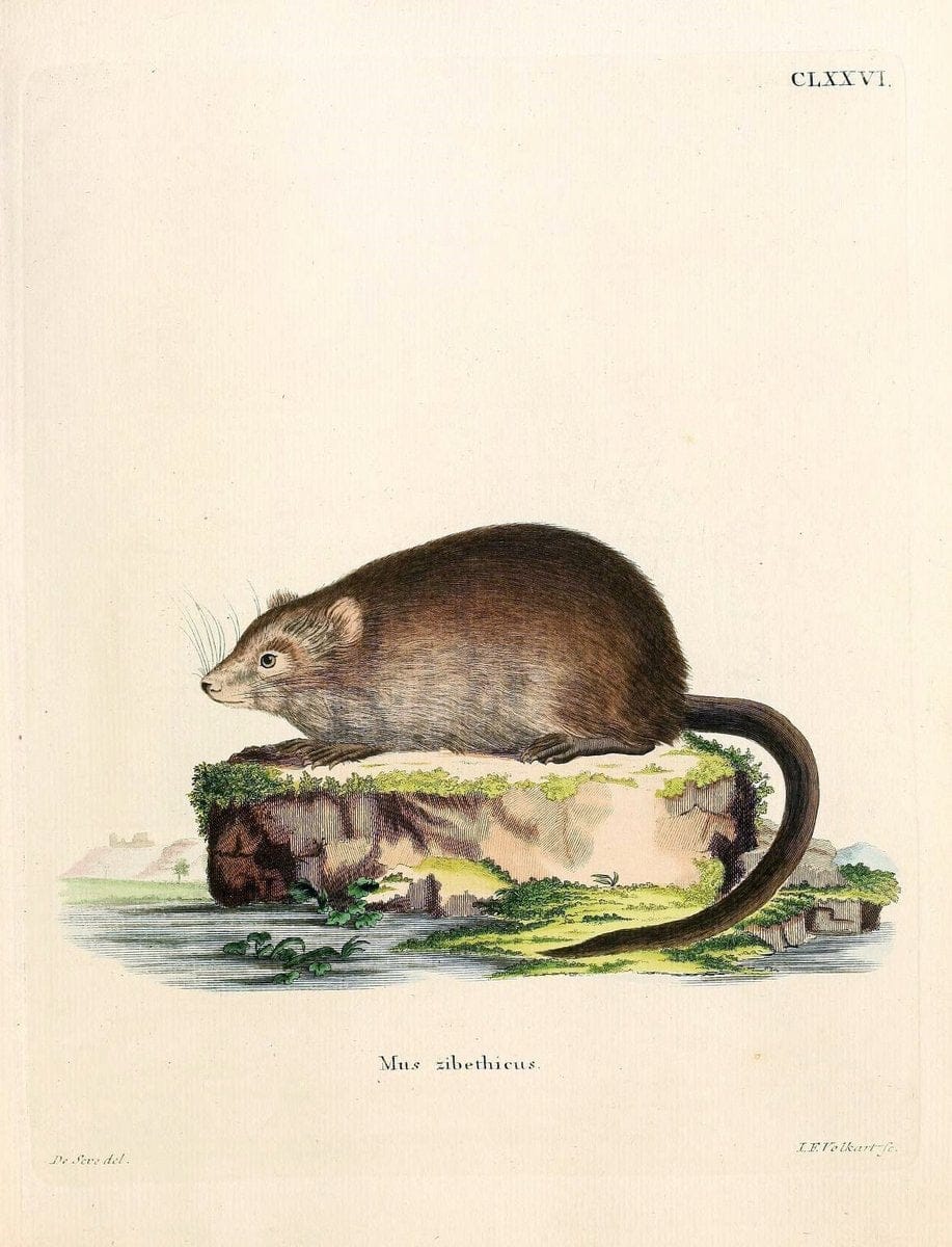 Die SÃ¤ugthiere in Abbildungen nach der Natur /.Erlangen :Expedition des Schreber'schen sÃ¤ugthier- und des Esper'schen Schmetterlingswerkes [etc.,1774]-1846.. |  | Vintage Print Reproduction 473471