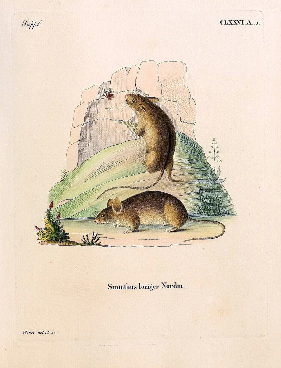 Die SÃ¤ugthiere in Abbildungen nach der Natur /.Erlangen :Expedition des Schreber'schen sÃ¤ugthier- und des Esper'schen Schmetterlingswerkes [etc.,1774]-1846.. |  | Vintage Print Reproduction 473473