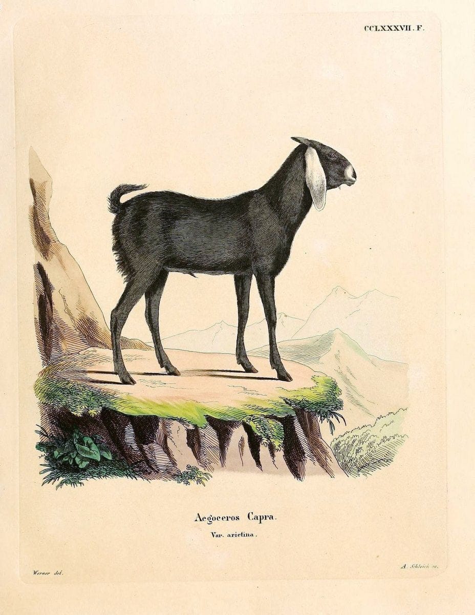 Die SÃ¤ugthiere in Abbildungen nach der Natur /.Erlangen :Expedition des Schreber'schen sÃ¤ugthier- und des Esper'schen Schmetterlingswerkes [etc.,1774]-1846.. |  | Vintage Print Reproduction 473474