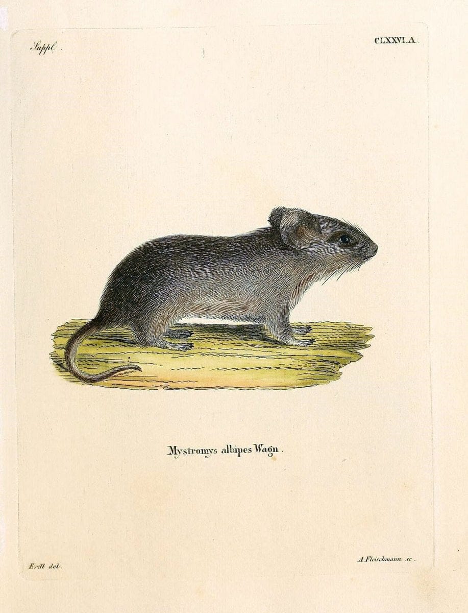 Die SÃ¤ugthiere in Abbildungen nach der Natur /.Erlangen :Expedition des Schreber'schen sÃ¤ugthier- und des Esper'schen Schmetterlingswerkes [etc.,1774]-1846.. |  | Vintage Print Reproduction 473475