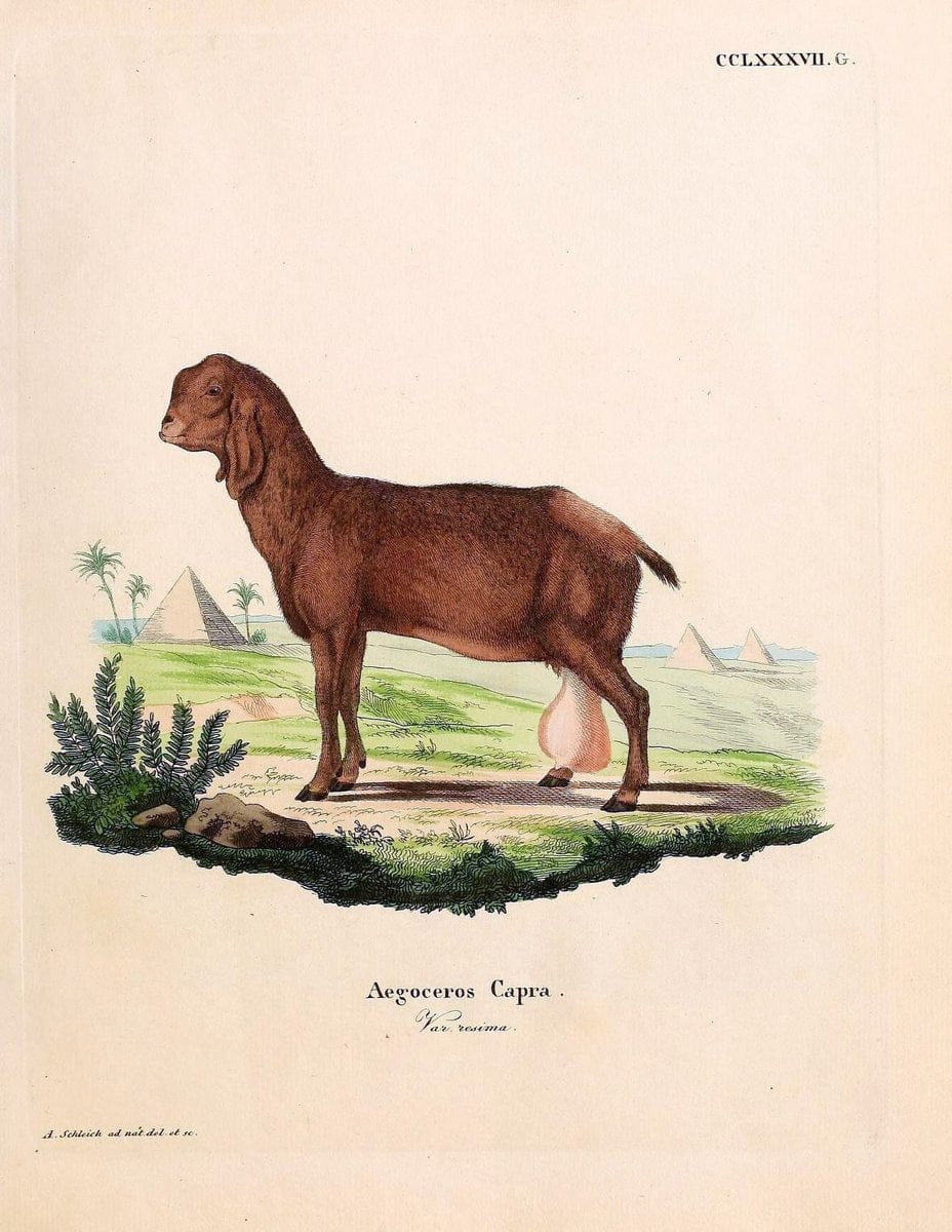 Die SÃ¤ugthiere in Abbildungen nach der Natur /.Erlangen :Expedition des Schreber'schen sÃ¤ugthier- und des Esper'schen Schmetterlingswerkes [etc.,1774]-1846.. |  | Vintage Print Reproduction 473476