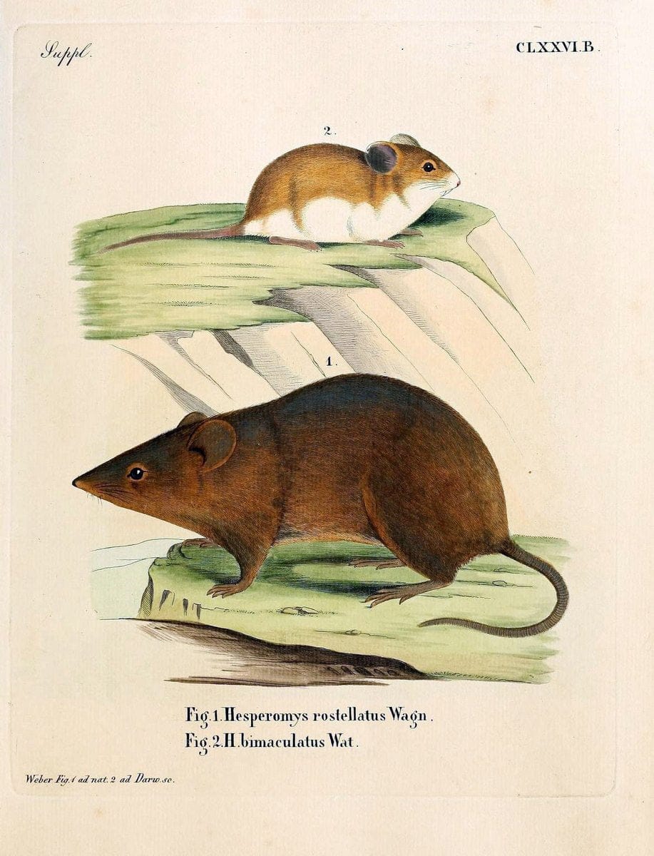 Die SÃ¤ugthiere in Abbildungen nach der Natur /.Erlangen :Expedition des Schreber'schen sÃ¤ugthier- und des Esper'schen Schmetterlingswerkes [etc.,1774]-1846.. |  | Vintage Print Reproduction 473477