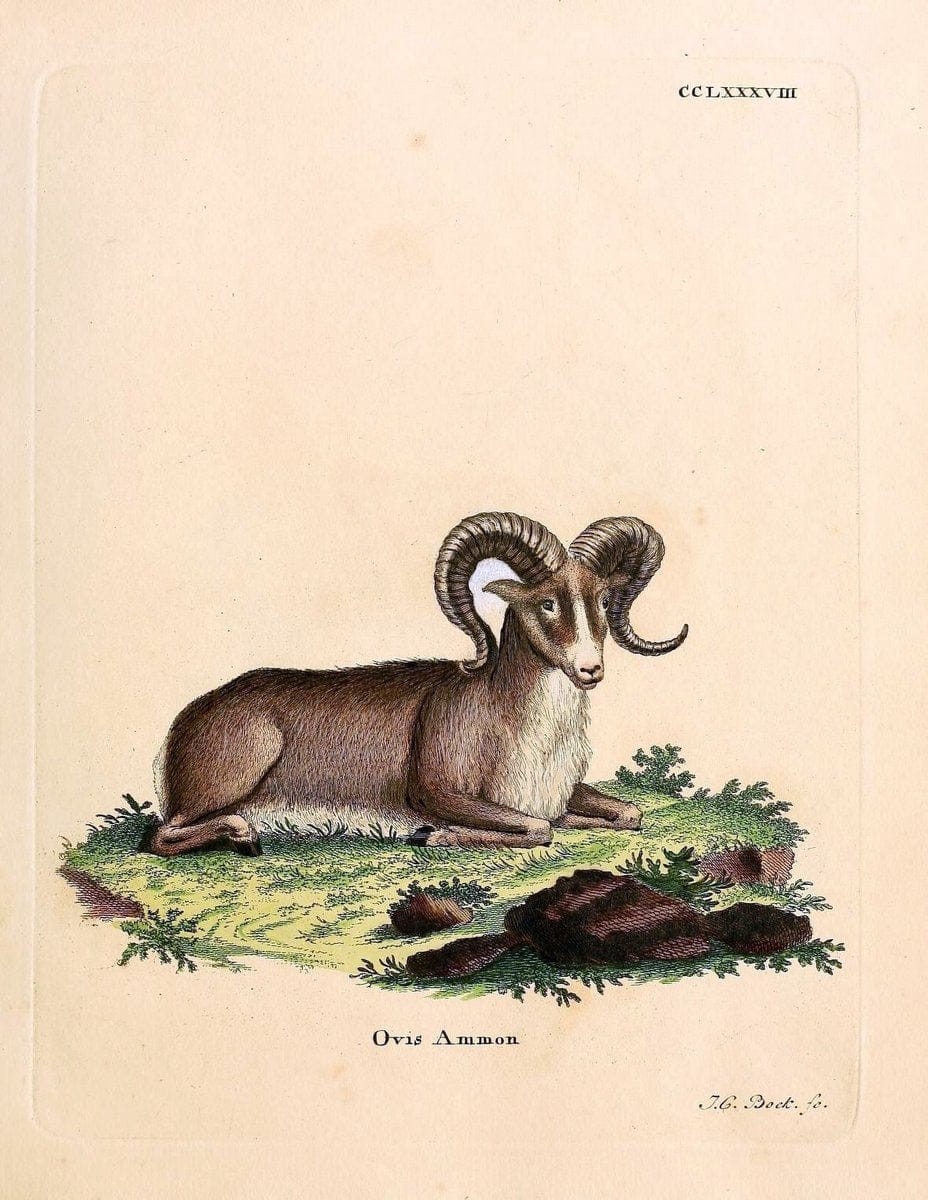 Die SÃ¤ugthiere in Abbildungen nach der Natur /.Erlangen :Expedition des Schreber'schen sÃ¤ugthier- und des Esper'schen Schmetterlingswerkes [etc.,1774]-1846.. |  | Vintage Print Reproduction 473478