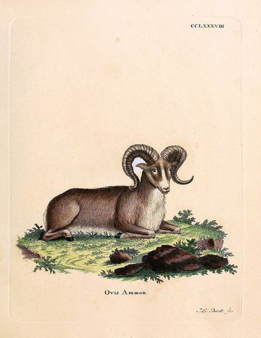Die SÃ¤ugthiere in Abbildungen nach der Natur /.Erlangen :Expedition des Schreber'schen sÃ¤ugthier- und des Esper'schen Schmetterlingswerkes [etc.,1774]-1846.. |  | Vintage Print Reproduction 473478