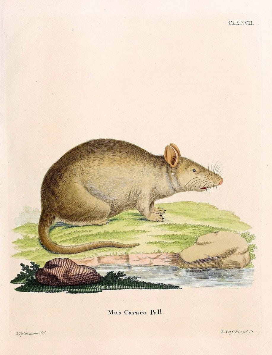 Die SÃ¤ugthiere in Abbildungen nach der Natur /.Erlangen :Expedition des Schreber'schen sÃ¤ugthier- und des Esper'schen Schmetterlingswerkes [etc.,1774]-1846.. |  | Vintage Print Reproduction 473479