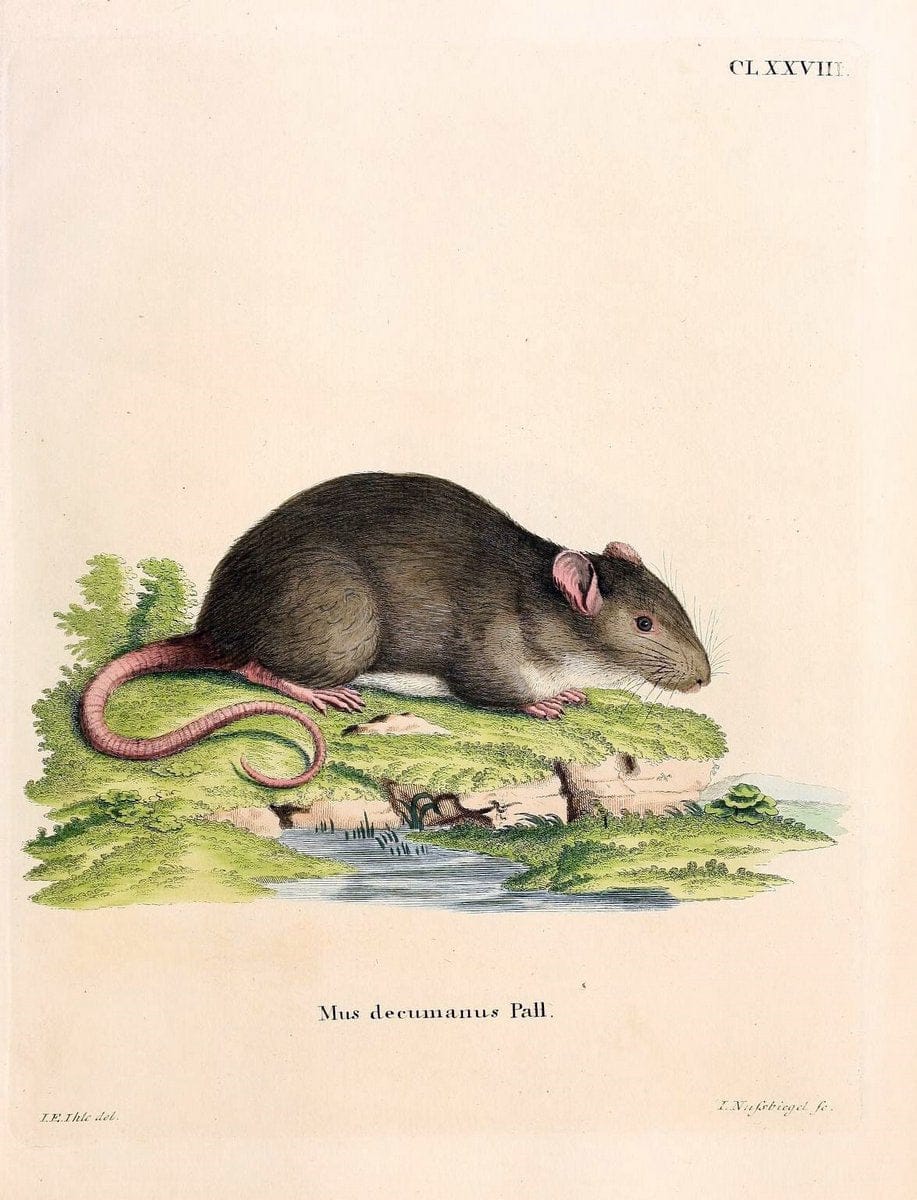 Die SÃ¤ugthiere in Abbildungen nach der Natur /.Erlangen :Expedition des Schreber'schen sÃ¤ugthier- und des Esper'schen Schmetterlingswerkes [etc.,1774]-1846.. |  | Vintage Print Reproduction 473481