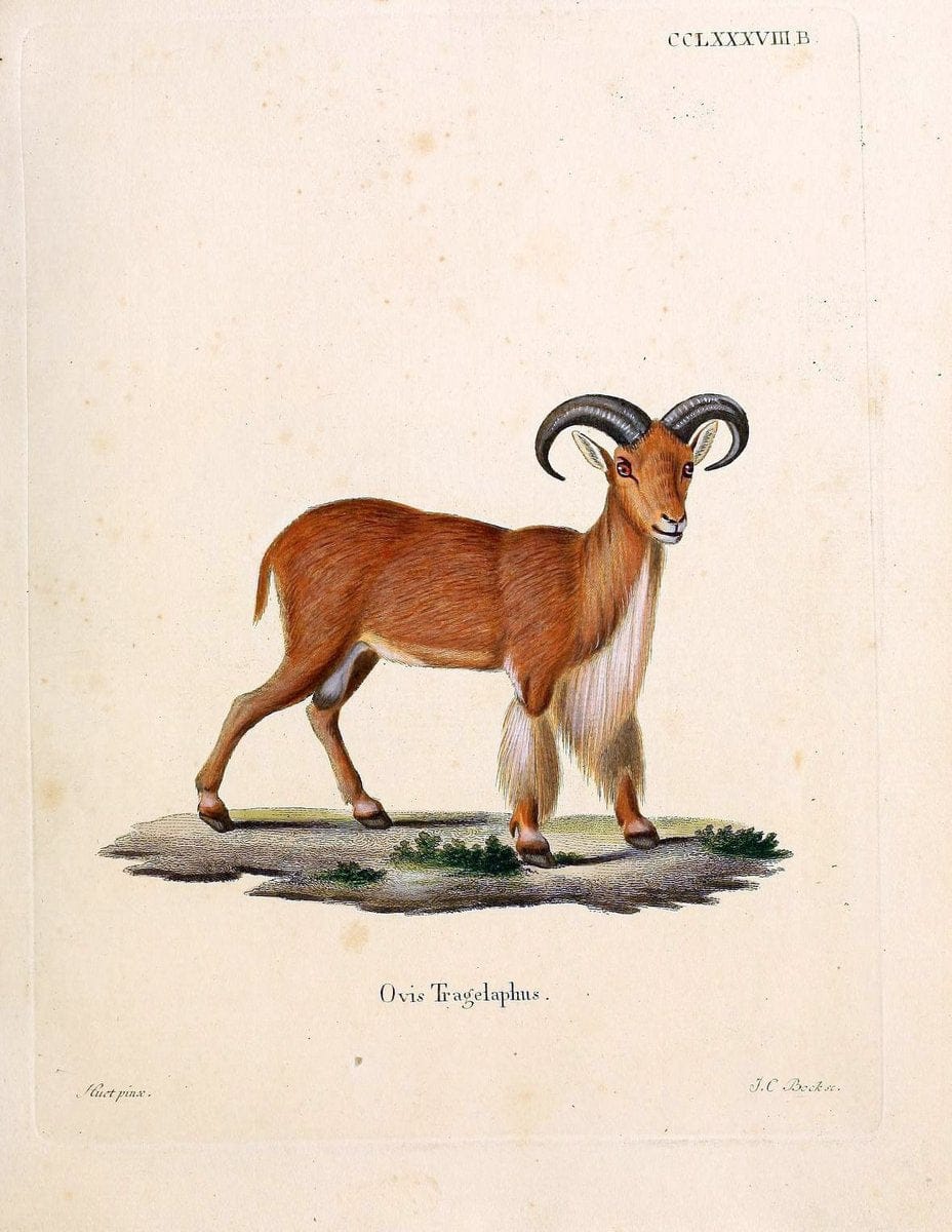Die SÃ¤ugthiere in Abbildungen nach der Natur /.Erlangen :Expedition des Schreber'schen sÃ¤ugthier- und des Esper'schen Schmetterlingswerkes [etc.,1774]-1846.. |  | Vintage Print Reproduction 473482