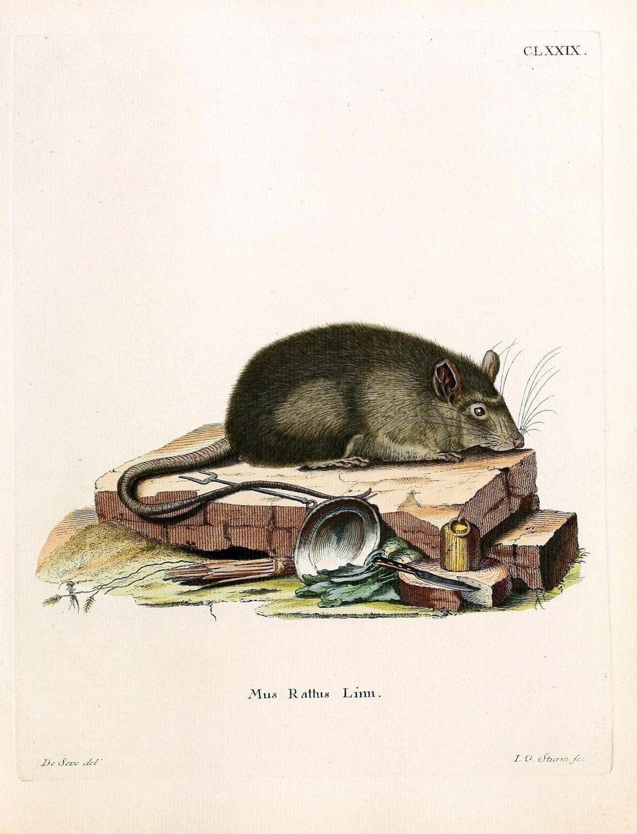 Die SÃ¤ugthiere in Abbildungen nach der Natur /.Erlangen :Expedition des Schreber'schen sÃ¤ugthier- und des Esper'schen Schmetterlingswerkes [etc.,1774]-1846.. |  | Vintage Print Reproduction 473483