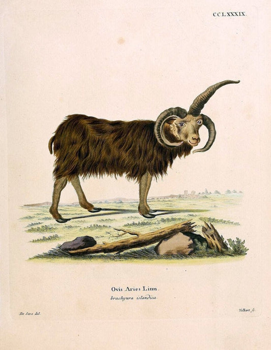 Die SÃ¤ugthiere in Abbildungen nach der Natur /.Erlangen :Expedition des Schreber'schen sÃ¤ugthier- und des Esper'schen Schmetterlingswerkes [etc.,1774]-1846.. |  | Vintage Print Reproduction 473484
