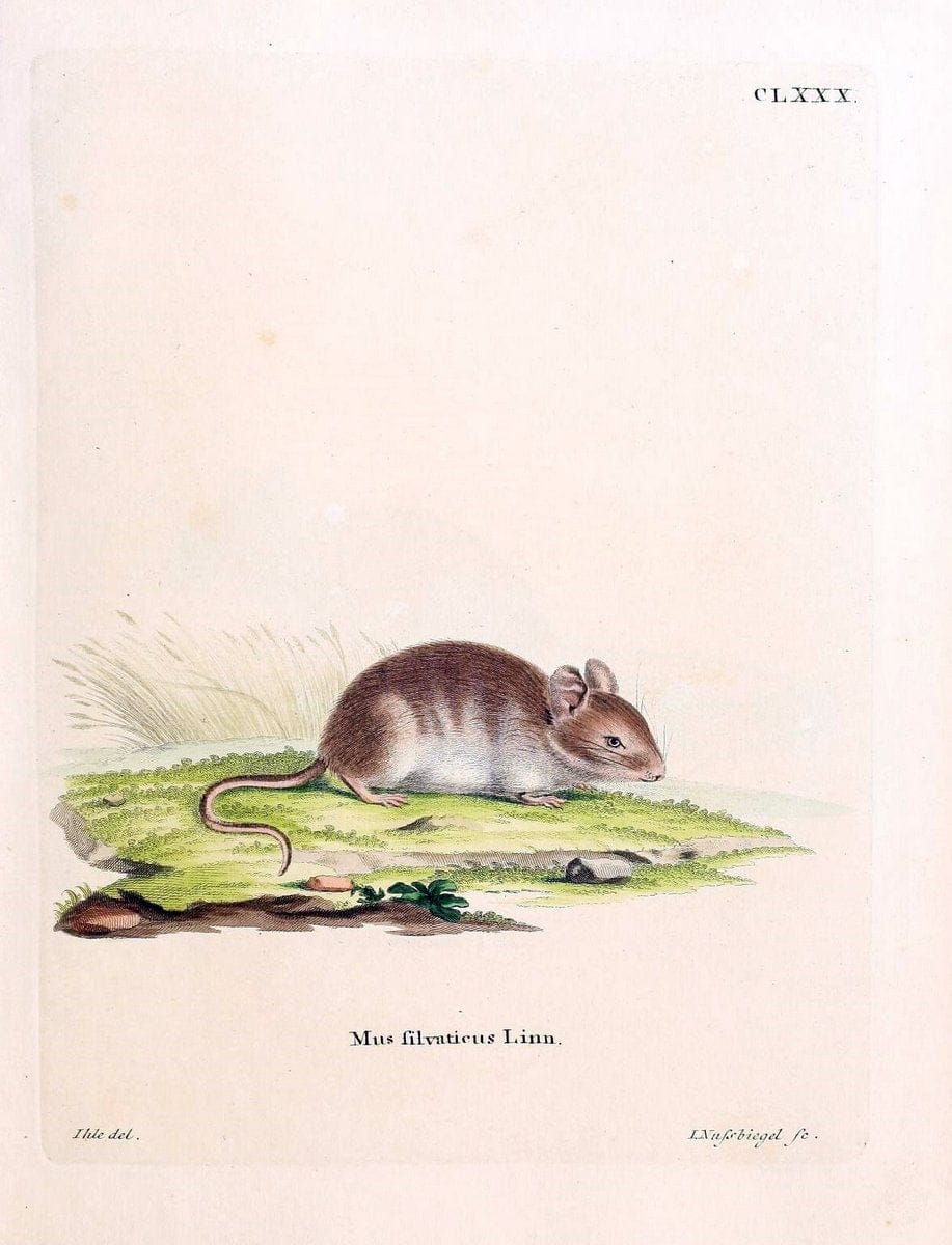 Die SÃ¤ugthiere in Abbildungen nach der Natur /.Erlangen :Expedition des Schreber'schen sÃ¤ugthier- und des Esper'schen Schmetterlingswerkes [etc.,1774]-1846.. |  | Vintage Print Reproduction 473485