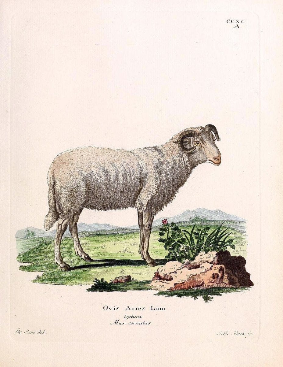 Die SÃ¤ugthiere in Abbildungen nach der Natur /.Erlangen :Expedition des Schreber'schen sÃ¤ugthier- und des Esper'schen Schmetterlingswerkes [etc.,1774]-1846.. |  | Vintage Print Reproduction 473486