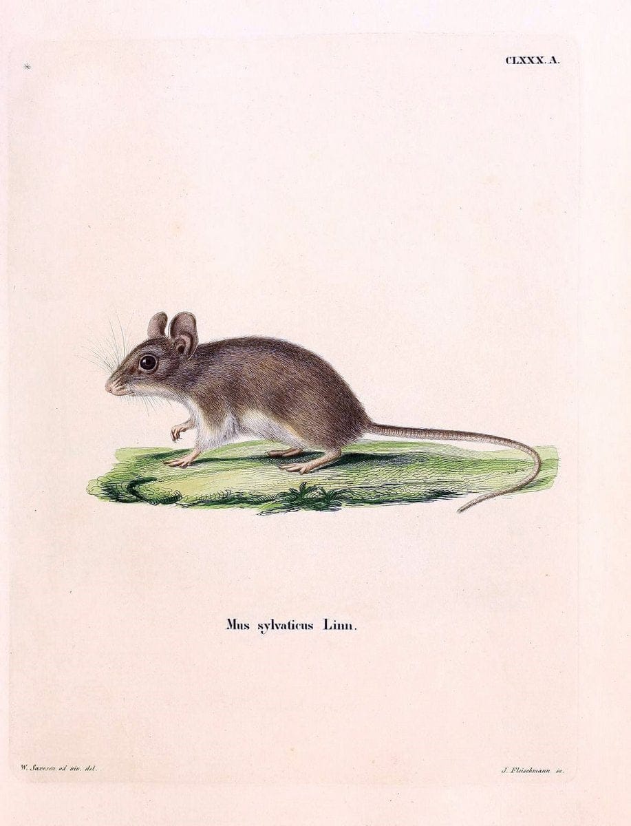 Die SÃ¤ugthiere in Abbildungen nach der Natur /.Erlangen :Expedition des Schreber'schen sÃ¤ugthier- und des Esper'schen Schmetterlingswerkes [etc.,1774]-1846.. |  | Vintage Print Reproduction 473487