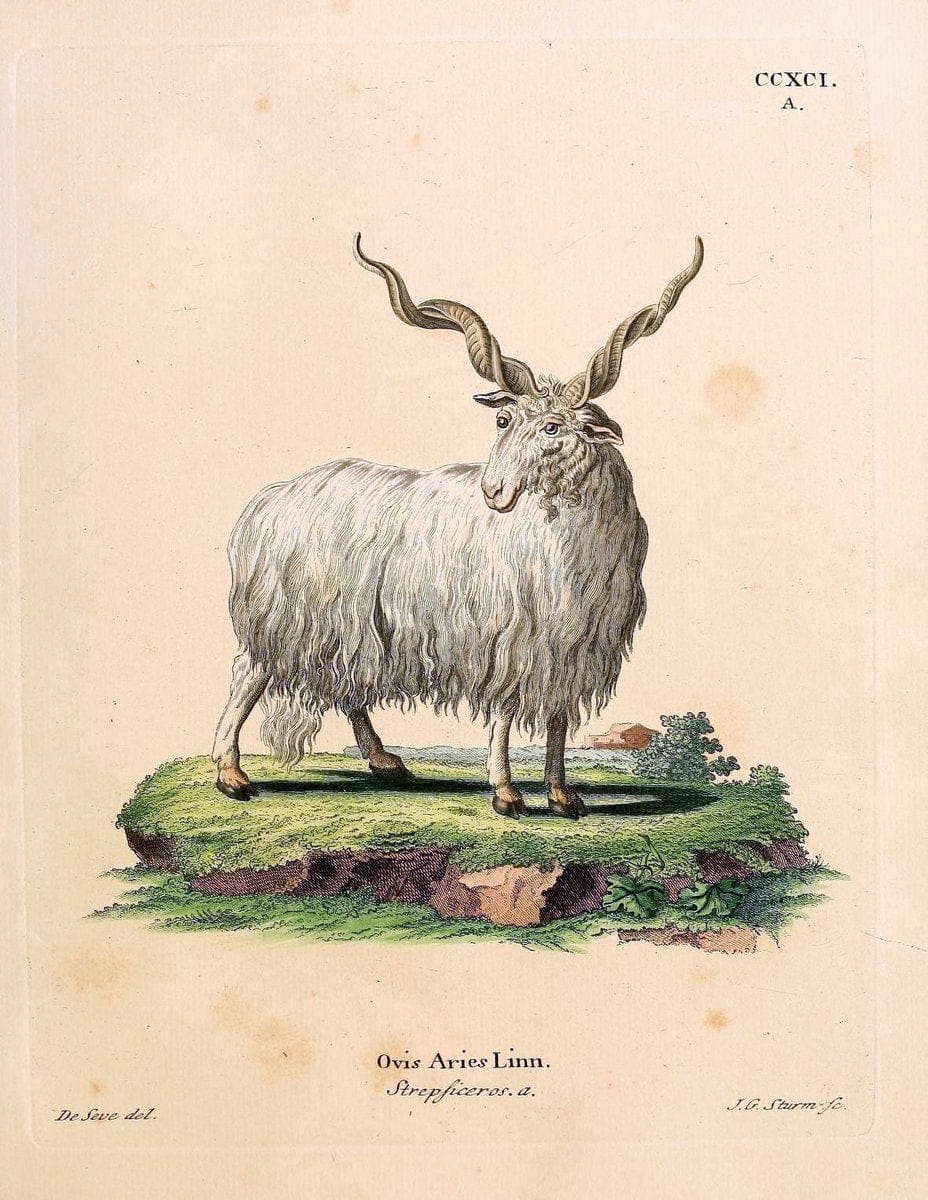 Die SÃ¤ugthiere in Abbildungen nach der Natur /.Erlangen :Expedition des Schreber'schen sÃ¤ugthier- und des Esper'schen Schmetterlingswerkes [etc.,1774]-1846.. |  | Vintage Print Reproduction 473488