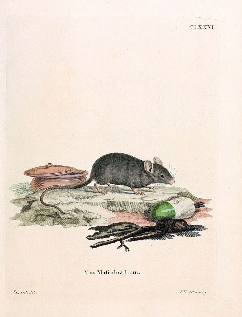Die SÃ¤ugthiere in Abbildungen nach der Natur /.Erlangen :Expedition des Schreber'schen sÃ¤ugthier- und des Esper'schen Schmetterlingswerkes [etc.,1774]-1846.. |  | Vintage Print Reproduction 473489