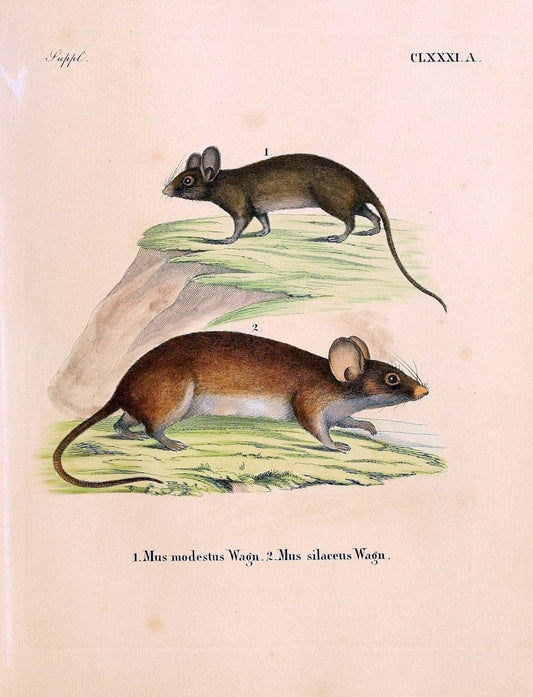 Die SÃ¤ugthiere in Abbildungen nach der Natur /.Erlangen :Expedition des Schreber'schen sÃ¤ugthier- und des Esper'schen Schmetterlingswerkes [etc.,1774]-1846.. |  | Vintage Print Reproduction 473491