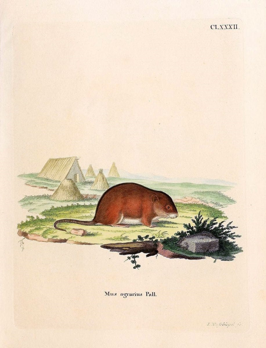 Die SÃ¤ugthiere in Abbildungen nach der Natur /.Erlangen :Expedition des Schreber'schen sÃ¤ugthier- und des Esper'schen Schmetterlingswerkes [etc.,1774]-1846.. |  | Vintage Print Reproduction 473493