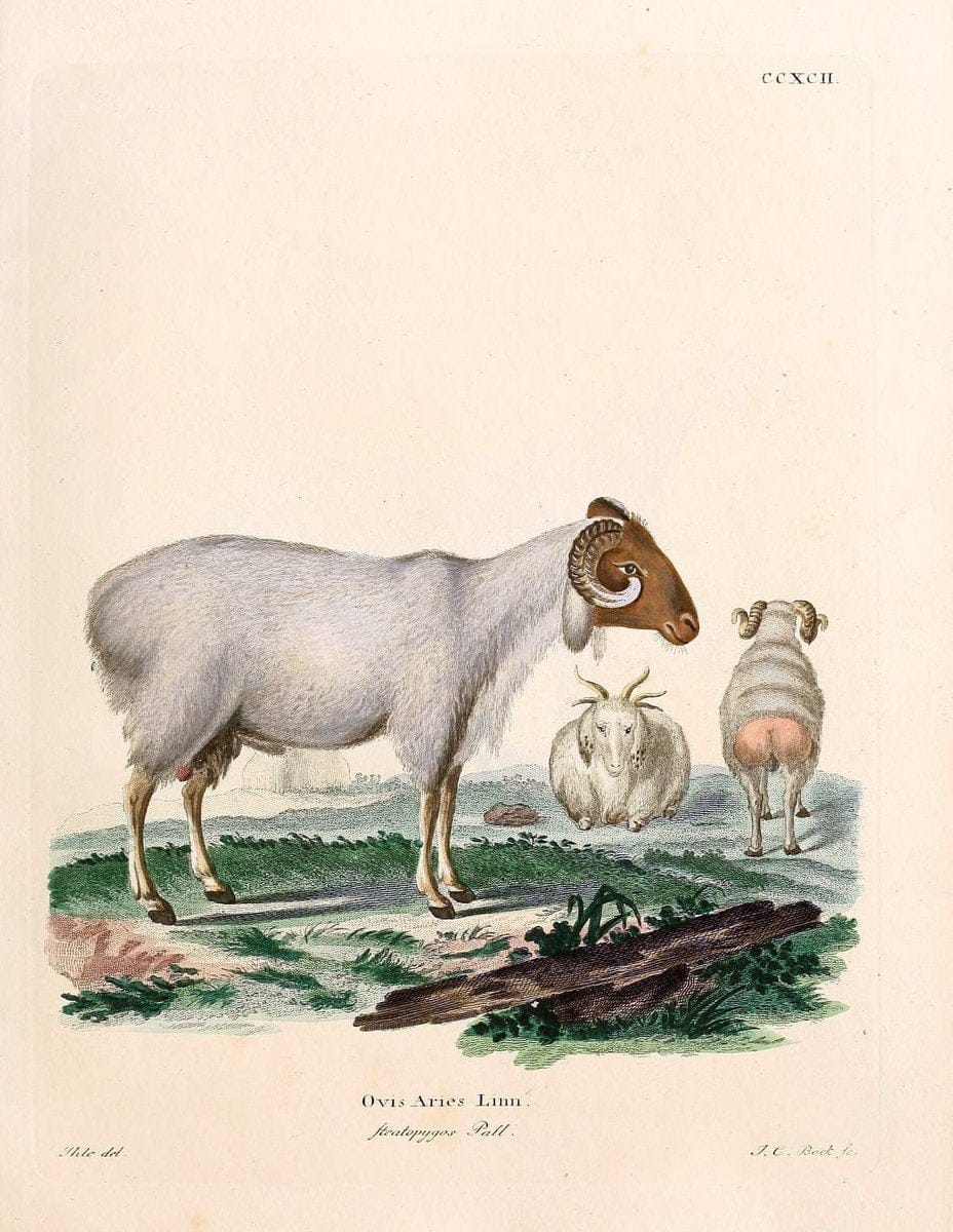 Die SÃ¤ugthiere in Abbildungen nach der Natur /.Erlangen :Expedition des Schreber'schen sÃ¤ugthier- und des Esper'schen Schmetterlingswerkes [etc.,1774]-1846.. |  | Vintage Print Reproduction 473494