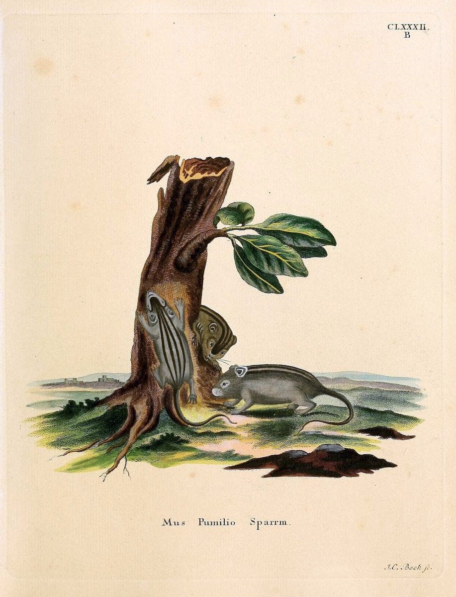 Die SÃ¤ugthiere in Abbildungen nach der Natur /.Erlangen :Expedition des Schreber'schen sÃ¤ugthier- und des Esper'schen Schmetterlingswerkes [etc.,1774]-1846.. |  | Vintage Print Reproduction 473495