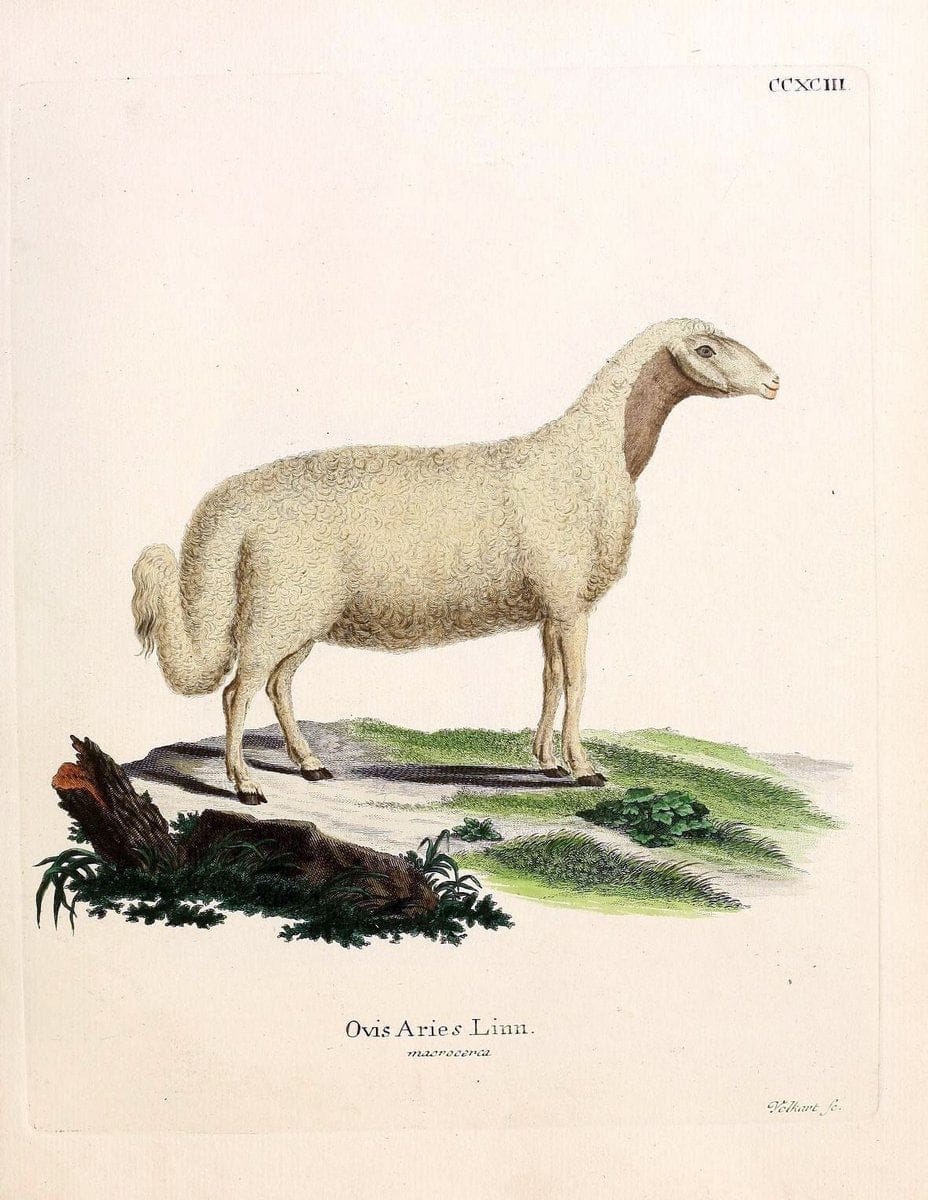 Die SÃ¤ugthiere in Abbildungen nach der Natur /.Erlangen :Expedition des Schreber'schen sÃ¤ugthier- und des Esper'schen Schmetterlingswerkes [etc.,1774]-1846.. |  | Vintage Print Reproduction 473496
