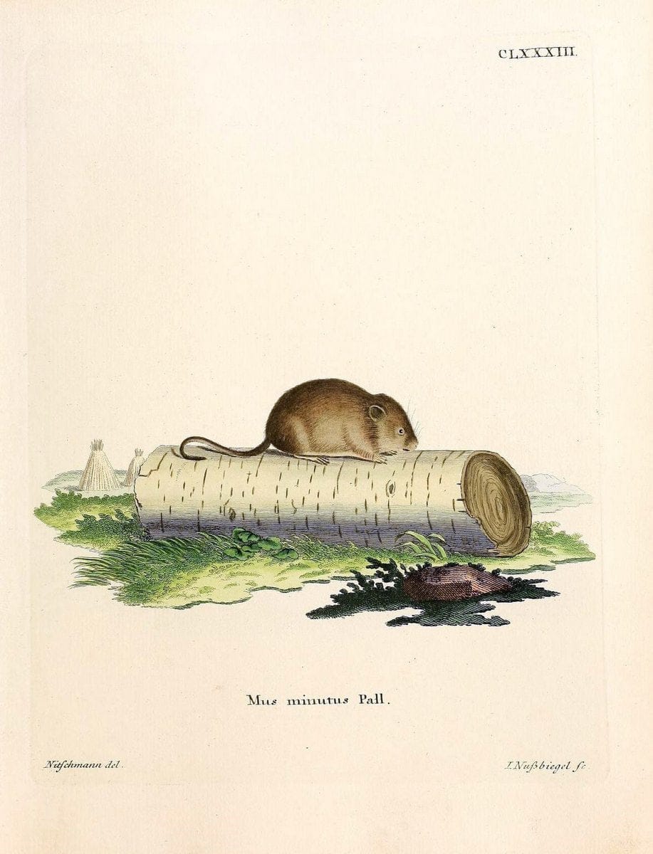 Die SÃ¤ugthiere in Abbildungen nach der Natur /.Erlangen :Expedition des Schreber'schen sÃ¤ugthier- und des Esper'schen Schmetterlingswerkes [etc.,1774]-1846.. |  | Vintage Print Reproduction 473497