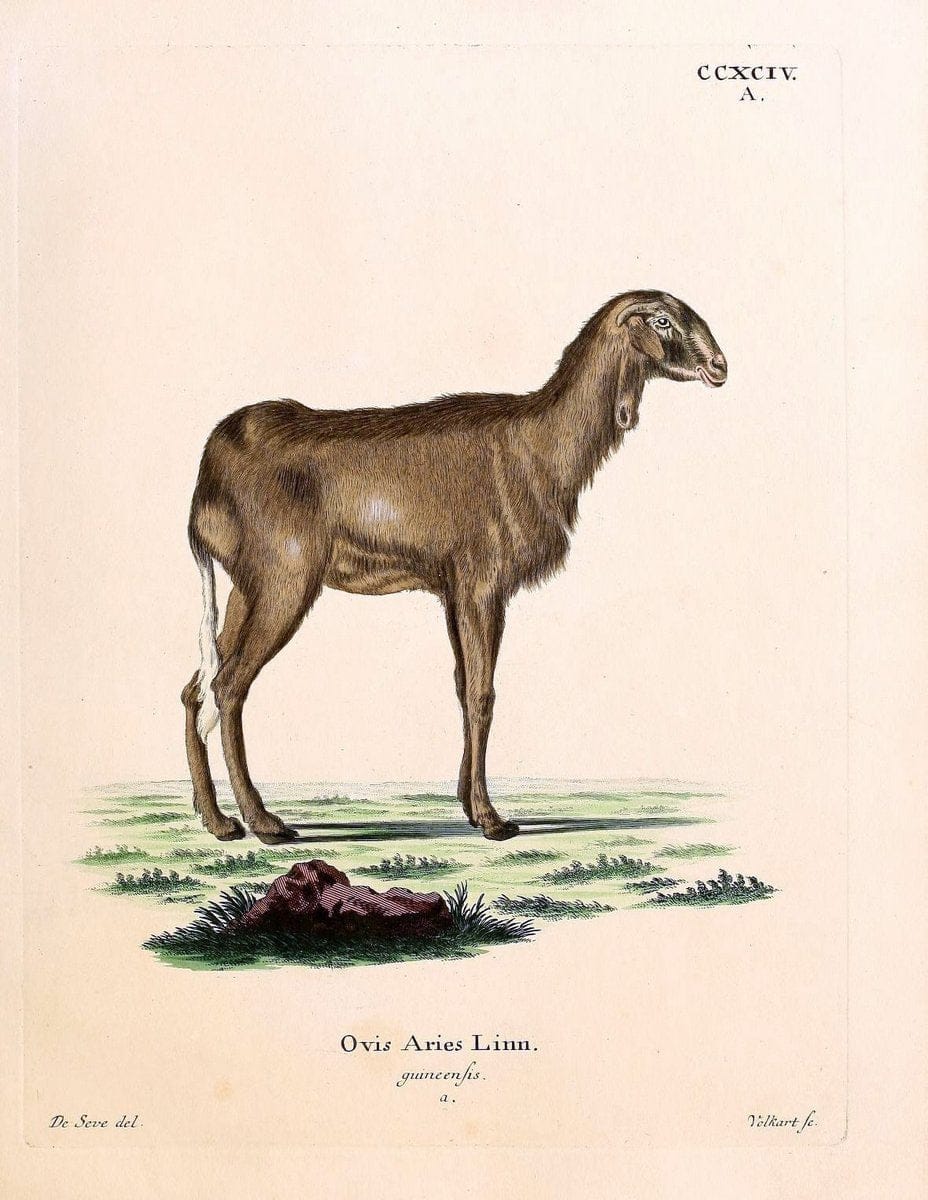 Die SÃ¤ugthiere in Abbildungen nach der Natur /.Erlangen :Expedition des Schreber'schen sÃ¤ugthier- und des Esper'schen Schmetterlingswerkes [etc.,1774]-1846.. |  | Vintage Print Reproduction 473498