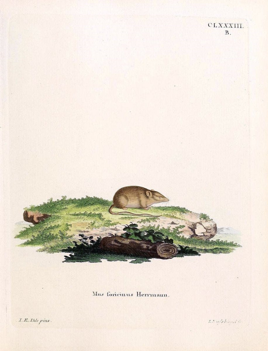 Die SÃ¤ugthiere in Abbildungen nach der Natur /.Erlangen :Expedition des Schreber'schen sÃ¤ugthier- und des Esper'schen Schmetterlingswerkes [etc.,1774]-1846.. |  | Vintage Print Reproduction 473499
