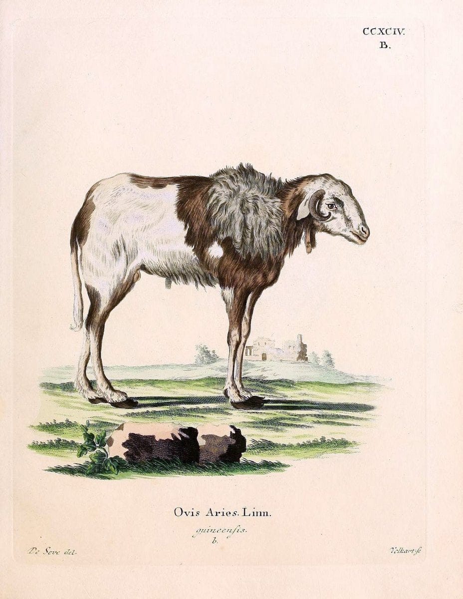 Die SÃ¤ugthiere in Abbildungen nach der Natur /.Erlangen :Expedition des Schreber'schen sÃ¤ugthier- und des Esper'schen Schmetterlingswerkes [etc.,1774]-1846.. |  | Vintage Print Reproduction 473502