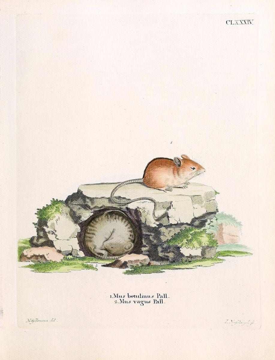 Die SÃ¤ugthiere in Abbildungen nach der Natur /.Erlangen :Expedition des Schreber'schen sÃ¤ugthier- und des Esper'schen Schmetterlingswerkes [etc.,1774]-1846.. |  | Vintage Print Reproduction 473503