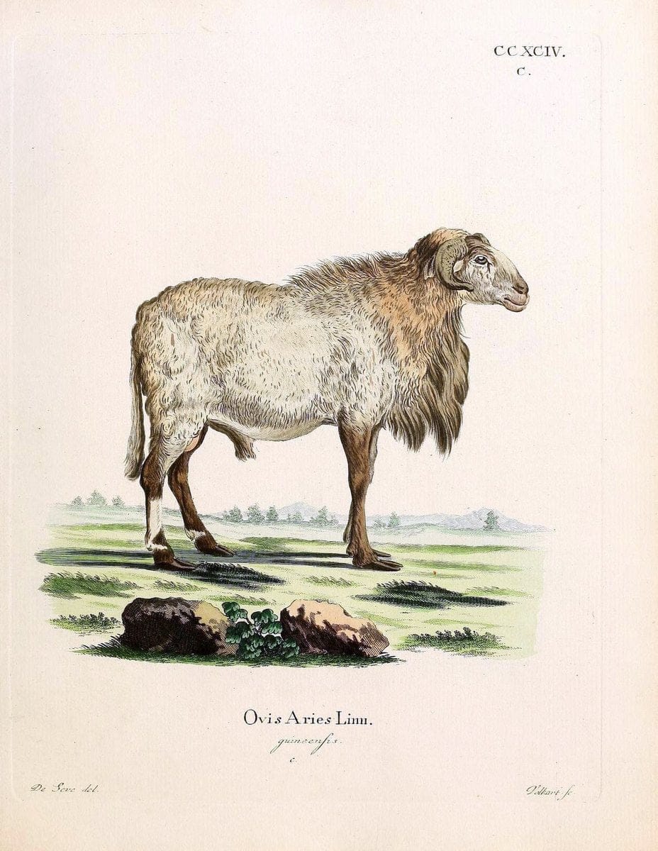 Die SÃ¤ugthiere in Abbildungen nach der Natur /.Erlangen :Expedition des Schreber'schen sÃ¤ugthier- und des Esper'schen Schmetterlingswerkes [etc.,1774]-1846.. |  | Vintage Print Reproduction 473504