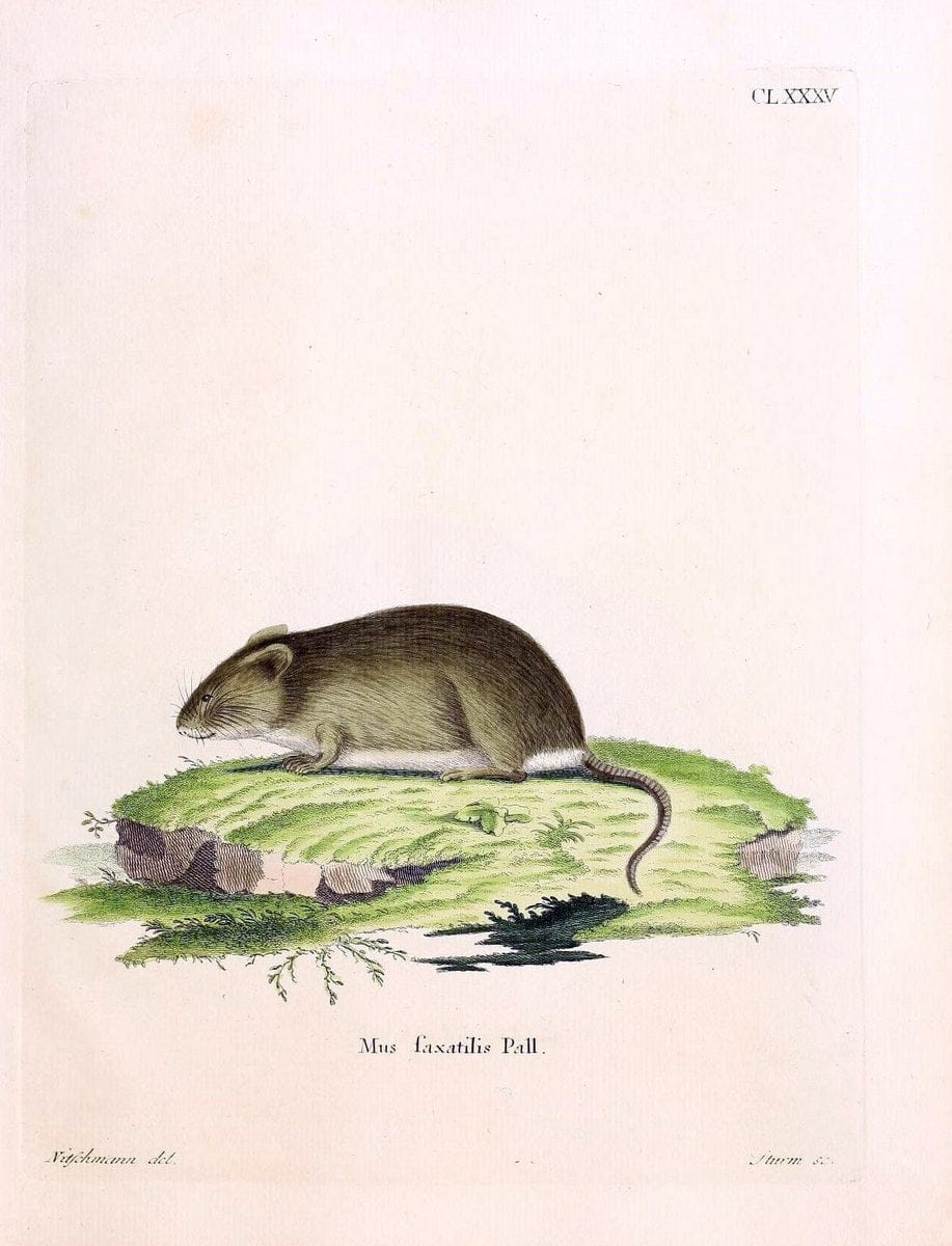 Die SÃ¤ugthiere in Abbildungen nach der Natur /.Erlangen :Expedition des Schreber'schen sÃ¤ugthier- und des Esper'schen Schmetterlingswerkes [etc.,1774]-1846.. |  | Vintage Print Reproduction 473505