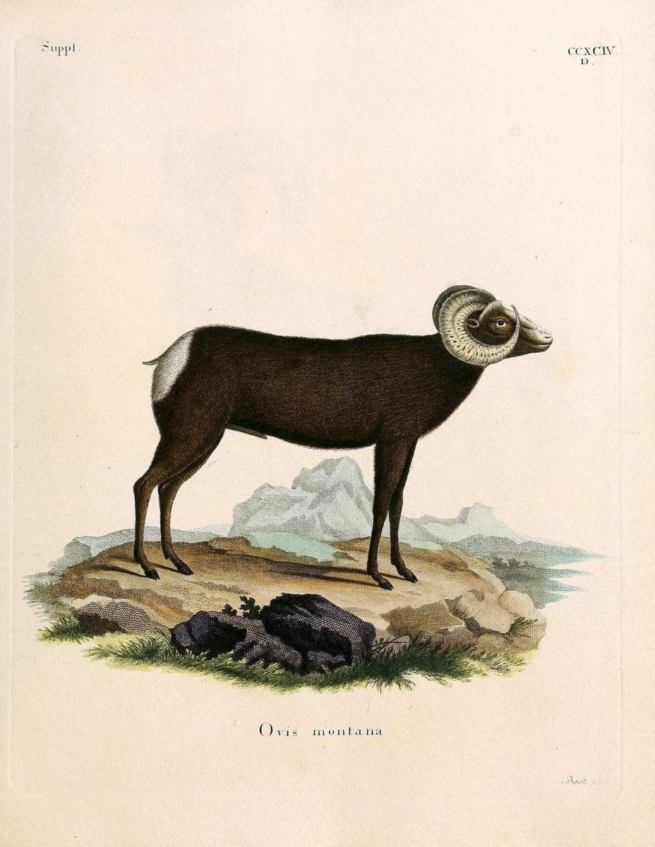 Die SÃ¤ugthiere in Abbildungen nach der Natur /.Erlangen :Expedition des Schreber'schen sÃ¤ugthier- und des Esper'schen Schmetterlingswerkes [etc.,1774]-1846.. |  | Vintage Print Reproduction 473506