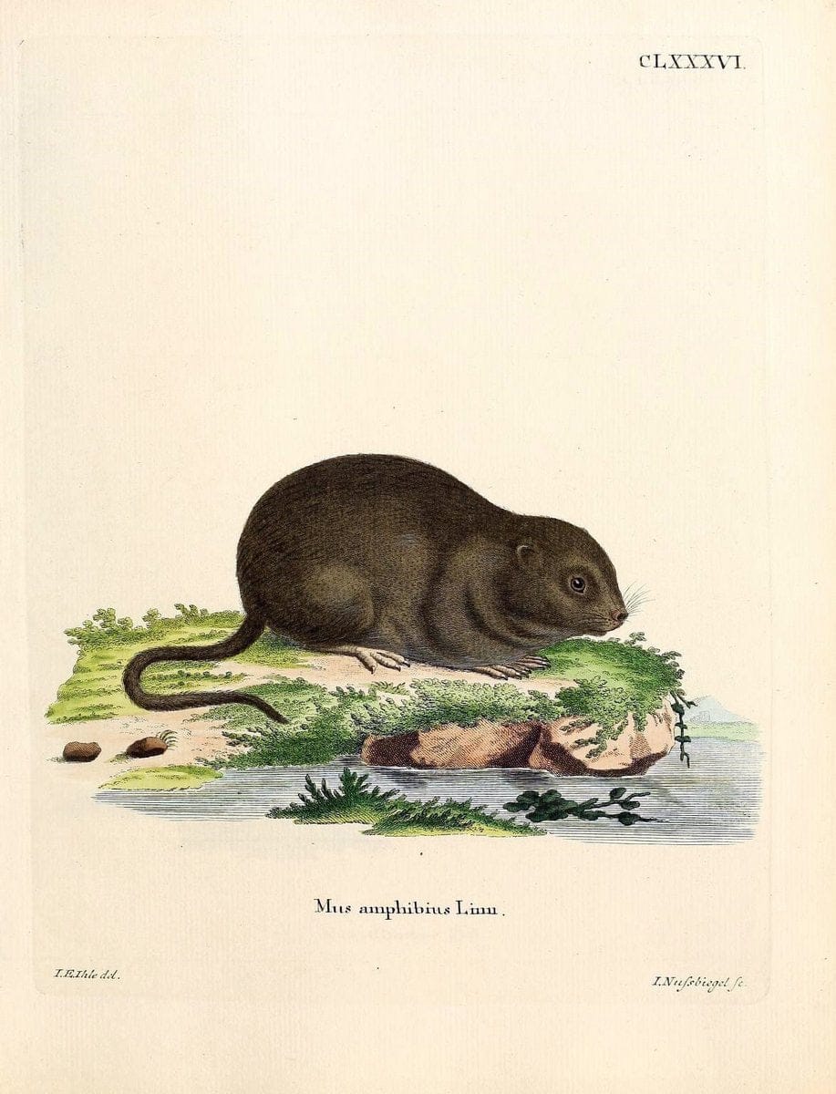 Die SÃ¤ugthiere in Abbildungen nach der Natur /.Erlangen :Expedition des Schreber'schen sÃ¤ugthier- und des Esper'schen Schmetterlingswerkes [etc.,1774]-1846.. |  | Vintage Print Reproduction 473507
