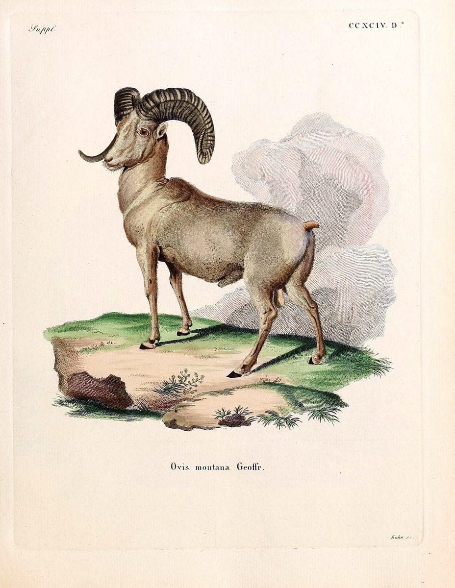 Die SÃ¤ugthiere in Abbildungen nach der Natur /.Erlangen :Expedition des Schreber'schen sÃ¤ugthier- und des Esper'schen Schmetterlingswerkes [etc.,1774]-1846.. |  | Vintage Print Reproduction 473508