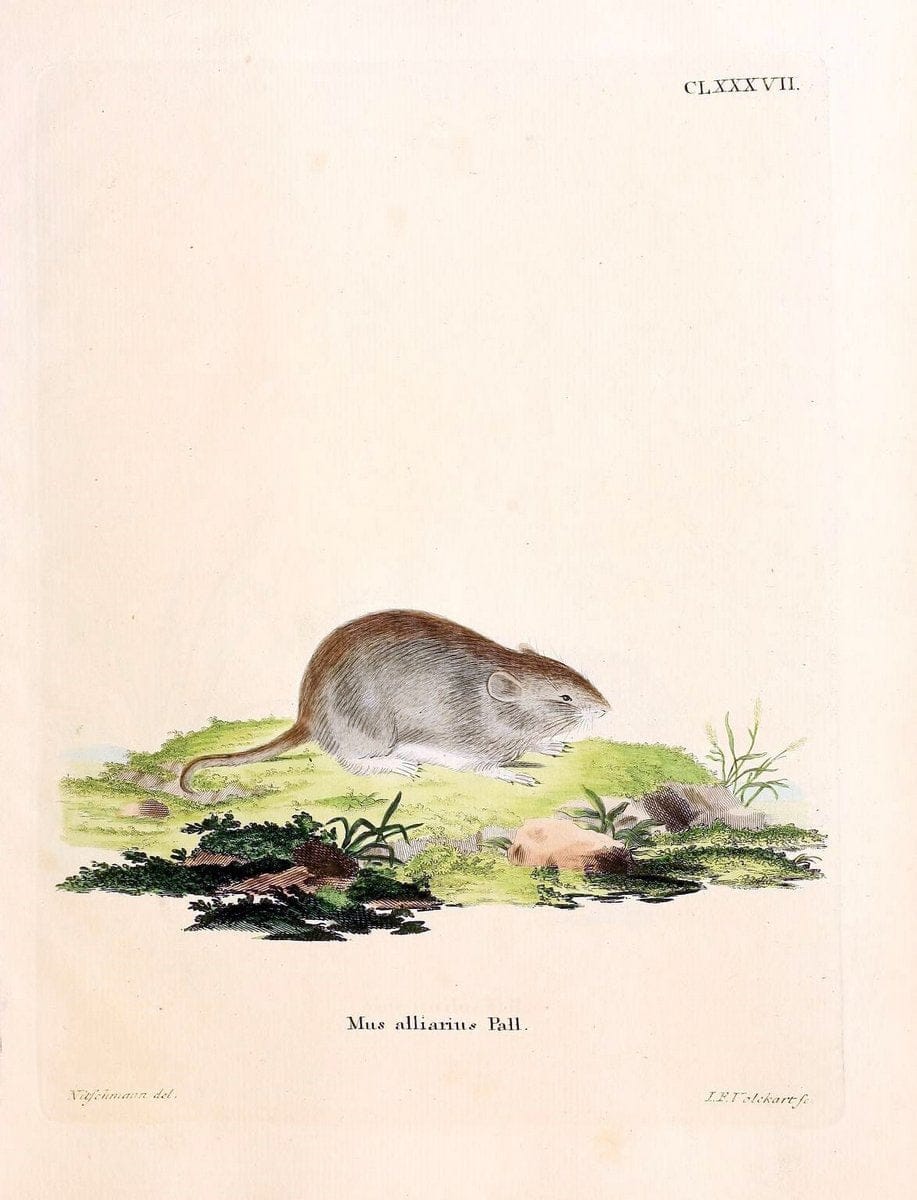 Die SÃ¤ugthiere in Abbildungen nach der Natur /.Erlangen :Expedition des Schreber'schen sÃ¤ugthier- und des Esper'schen Schmetterlingswerkes [etc.,1774]-1846.. |  | Vintage Print Reproduction 473509