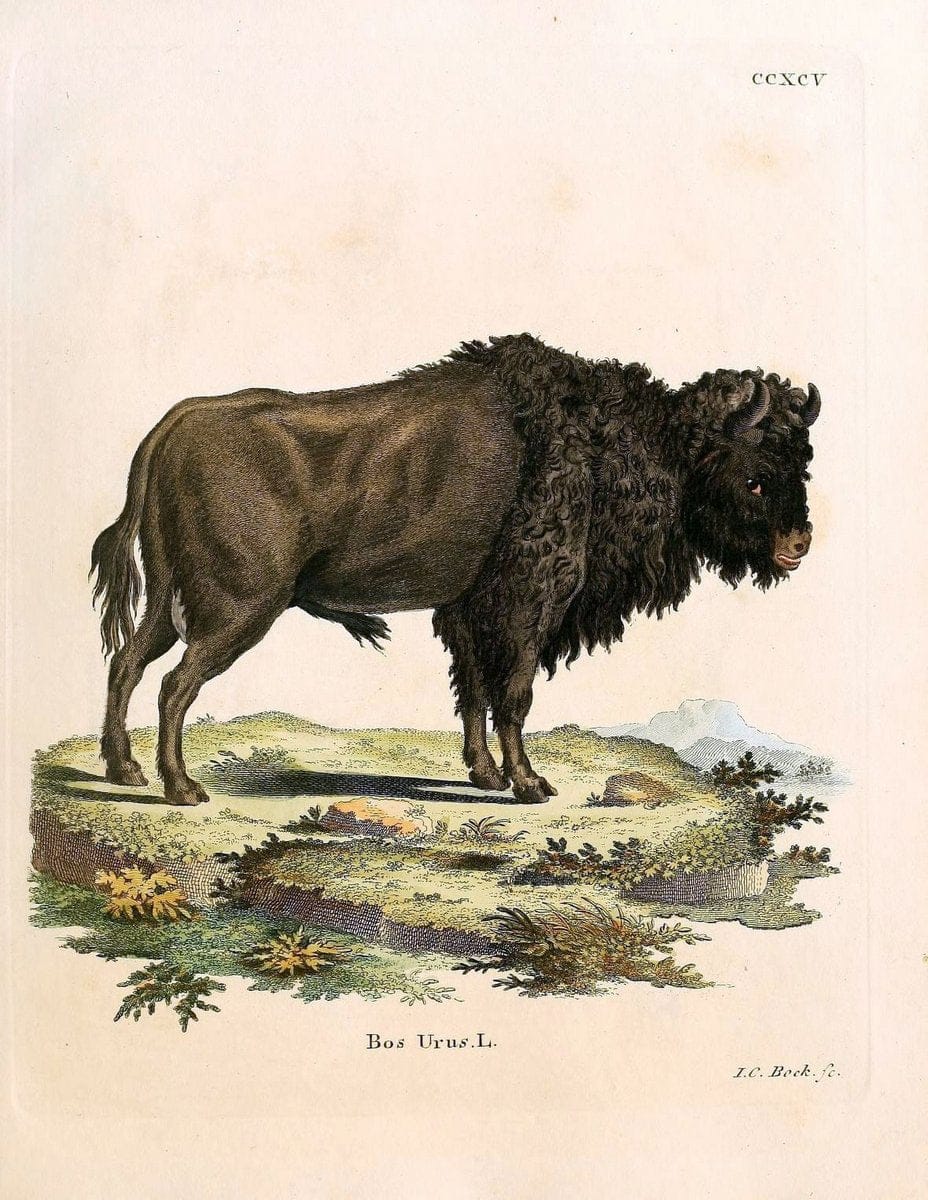 Die SÃ¤ugthiere in Abbildungen nach der Natur /.Erlangen :Expedition des Schreber'schen sÃ¤ugthier- und des Esper'schen Schmetterlingswerkes [etc.,1774]-1846.. |  | Vintage Print Reproduction 473510