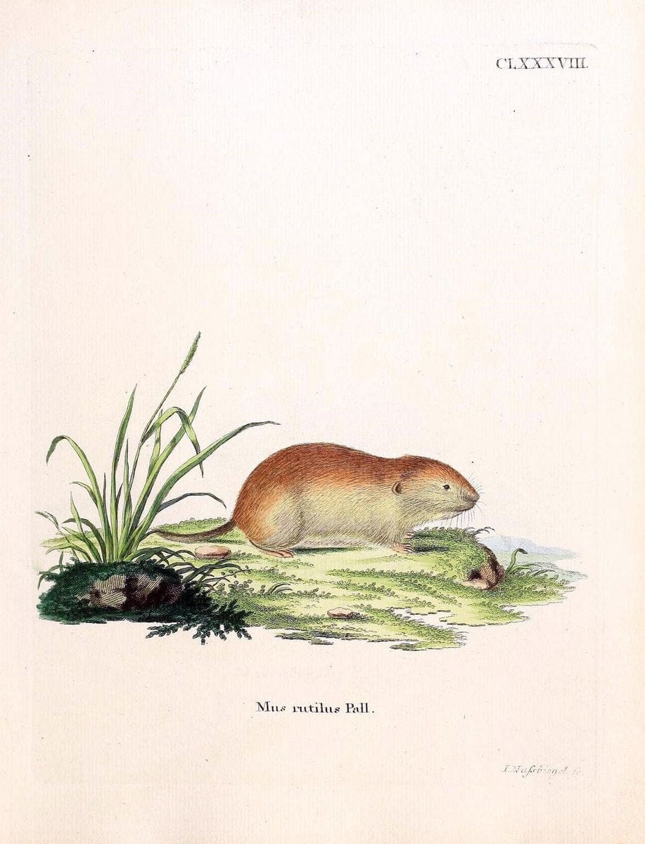 Die SÃ¤ugthiere in Abbildungen nach der Natur /.Erlangen :Expedition des Schreber'schen sÃ¤ugthier- und des Esper'schen Schmetterlingswerkes [etc.,1774]-1846.. |  | Vintage Print Reproduction 473511