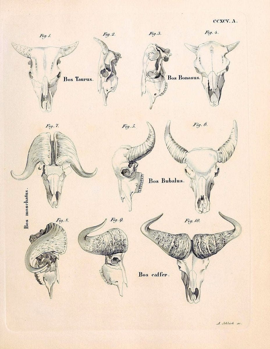 Die SÃ¤ugthiere in Abbildungen nach der Natur /.Erlangen :Expedition des Schreber'schen sÃ¤ugthier- und des Esper'schen Schmetterlingswerkes [etc.,1774]-1846.. |  | Vintage Print Reproduction 473512