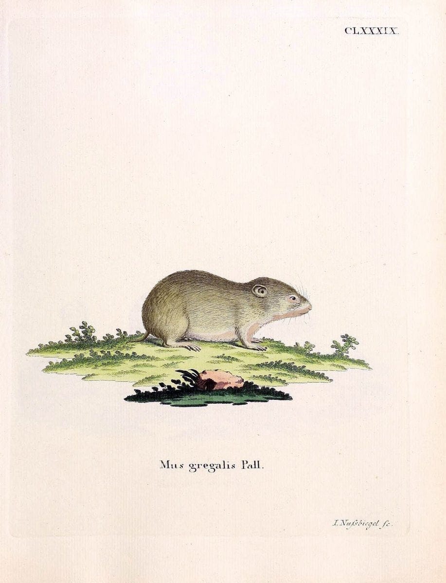Die SÃ¤ugthiere in Abbildungen nach der Natur /.Erlangen :Expedition des Schreber'schen sÃ¤ugthier- und des Esper'schen Schmetterlingswerkes [etc.,1774]-1846.. |  | Vintage Print Reproduction 473513