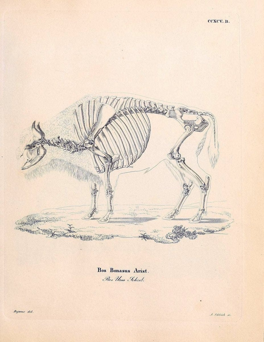 Die SÃ¤ugthiere in Abbildungen nach der Natur /.Erlangen :Expedition des Schreber'schen sÃ¤ugthier- und des Esper'schen Schmetterlingswerkes [etc.,1774]-1846.. |  | Vintage Print Reproduction 473514