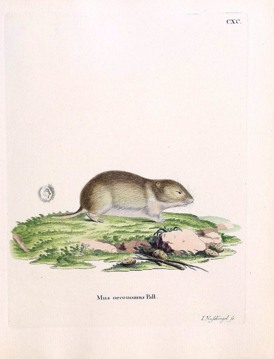 Die SÃ¤ugthiere in Abbildungen nach der Natur /.Erlangen :Expedition des Schreber'schen sÃ¤ugthier- und des Esper'schen Schmetterlingswerkes [etc.,1774]-1846.. |  | Vintage Print Reproduction 473515