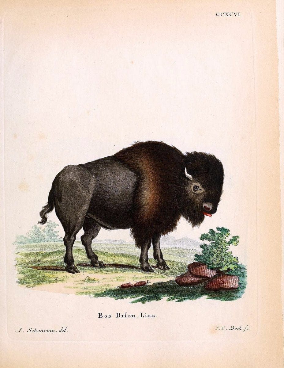 Die SÃ¤ugthiere in Abbildungen nach der Natur /.Erlangen :Expedition des Schreber'schen sÃ¤ugthier- und des Esper'schen Schmetterlingswerkes [etc.,1774]-1846.. |  | Vintage Print Reproduction 473516